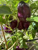 IMG_3442.jpeg
