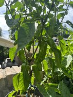 IMG_3443.jpeg