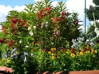 2010HoVei.webp
