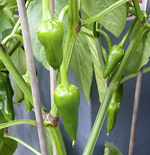 piquillo.webp