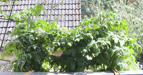 buschtomaten.jpg