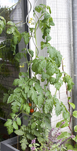 stabtomate.webp