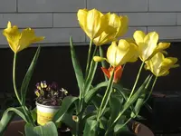 2024Topf9Tu.webp