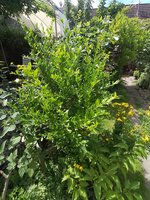 IMG_20240707_120102.jpg