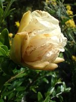IMG_20240707_120146.jpg