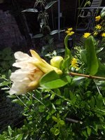 IMG_20240707_120042.jpg