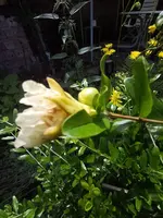 IMG_20240707_120042.webp