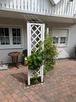Weintraube_07_07_2024.webp