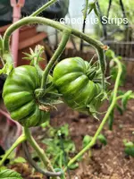 20240707_120031.webp
