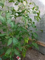 20240707_164810.webp
