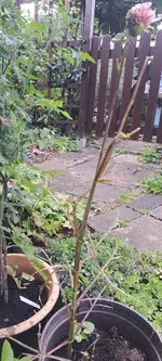 20240707_180020.webp