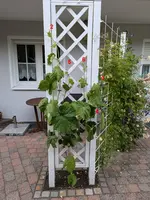 Weintraube_15_03_2024_nach_Umbinden.webp