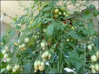 c063.webp