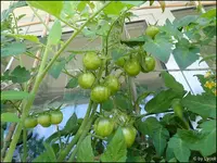 c064.webp