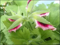 c065.webp