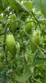 IMG-20240708-WA0033.webp