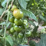 IMG_0586.jpeg