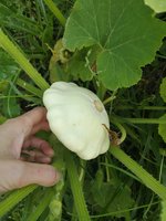 IMG_20240708_203647.jpg