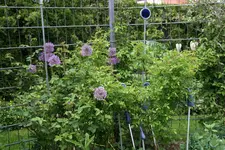 Rosa Pink Gislaine0119.webp
