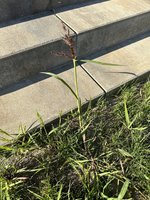 IMG_1605.jpeg