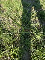 IMG_1606.jpeg