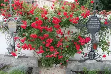 Elterngrab  1421.webp