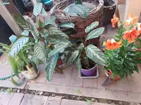 IMG_20240709_094527.jpg