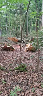 20240710_102949.webp