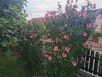IMG_20240708_075025.webp