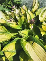 IMG_20240709_095159.webp