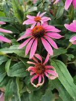 IMG_20240708_075120.webp