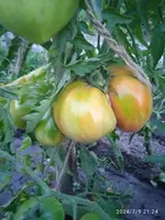 IMG_20240709_212459.webp