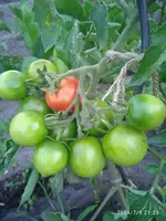 IMG_20240709_212515_1.webp