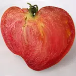 Sweet Caramel Sofia F5 - aufgeschnitten.webp