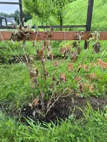 IMG_20240710_125019.webp