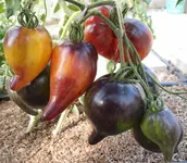 Sweet Caramel Sofia F5 - Fruchtstand.webp