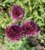 IMG_6105.jpeg