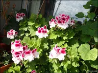 c067.webp