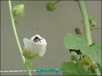 c070.webp