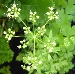 Blühende Petersilie.webp