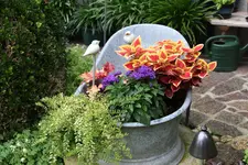 Terasse             2224.webp