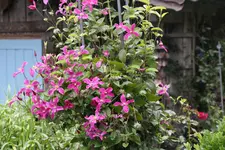 Juli          2624.webp