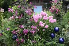 Juli          2724.webp