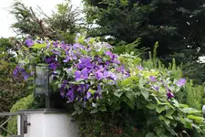 Juli          3524.webp