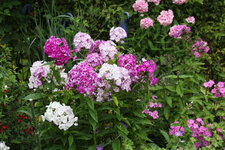 Phlox          2324.JPG