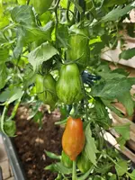 20240712_172523.webp