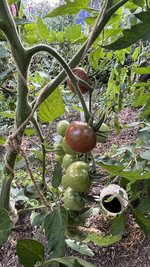 IMG_0619.jpeg