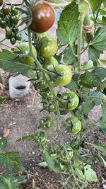 IMG_0620.jpeg