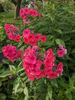 PXL_20240712_163515889.jpg