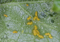 eier_puppen.webp